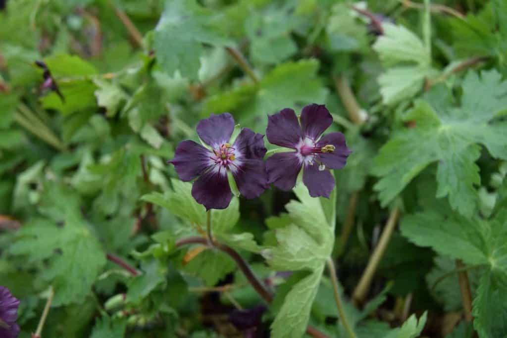 Geranium phaeum ---